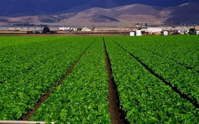 صادرات مصر الزراعية ترتفع إلى 2.4 مليار دولار خلال 2020-2021