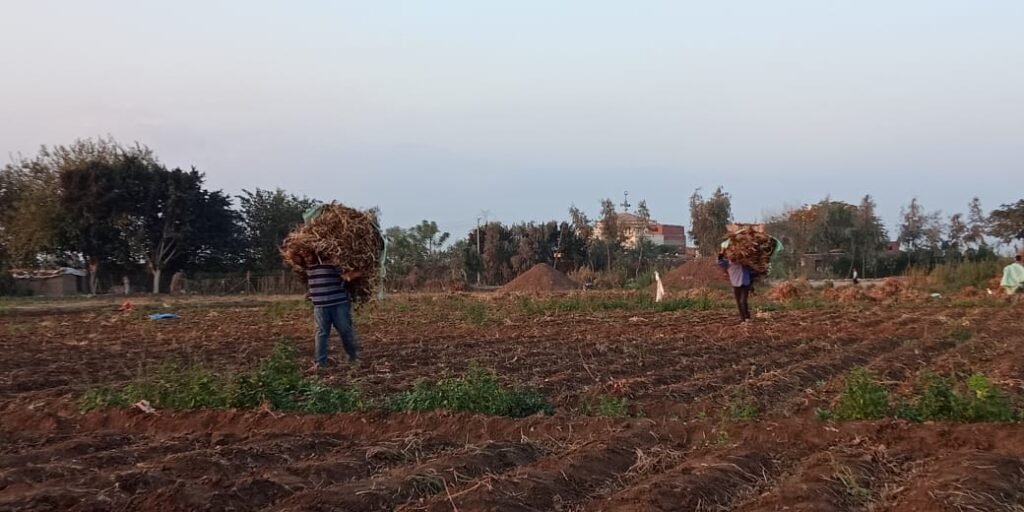 الفاصوليا تتصدر قائمة الخضروات المصدرة خلال اسبوع